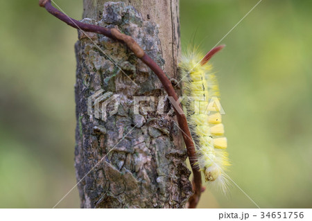 リンゴドクガ 幼虫 毛虫 害虫 毒蛾の写真素材