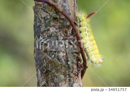 リンゴドクガ 幼虫 毛虫 害虫 毒蛾の写真素材