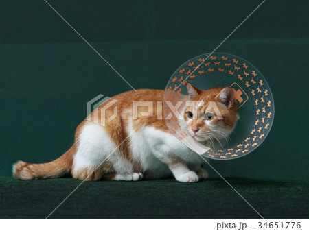 病院から帰ってきた猫 病院から帰ってきた猫 34651776