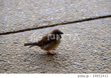 すずめ すずめ 34652412