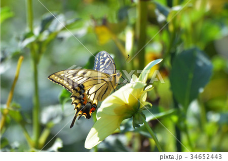 ダリアの花とアゲハチョウ 34652443
