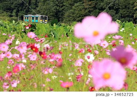 水郡線「コスモスの花と列車」 34652725
