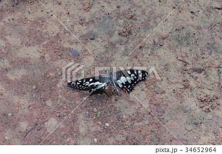 Butterflies are moulting on the ground Butterflies are moulting on the ground 34652964