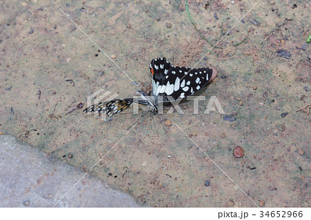 Butterflies are moulting on the ground Butterflies are moulting on the ground 34652966