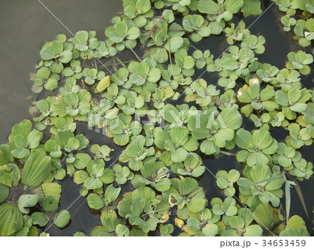 植物 工場 プランツ 34653459
