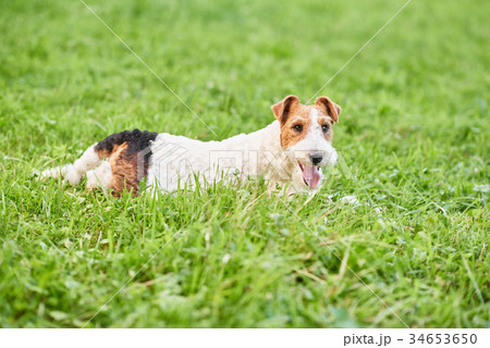 Adorable happy fox terrier dog at the park 34653650
