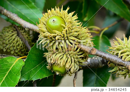 団栗 34654245