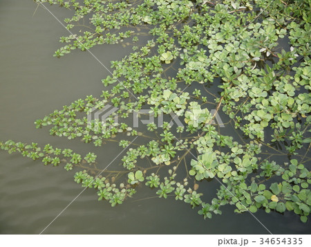 湿生植物 水やり 緑色 34654335