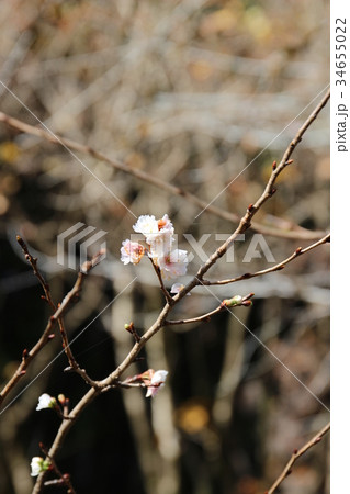 10月に咲く「冬桜」 34655022