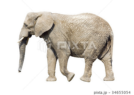 African elephant with clipping path  34655054