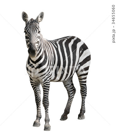 Zebra isolated on white  34655060