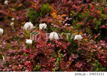 チングルマの紅葉と綿毛 34655221