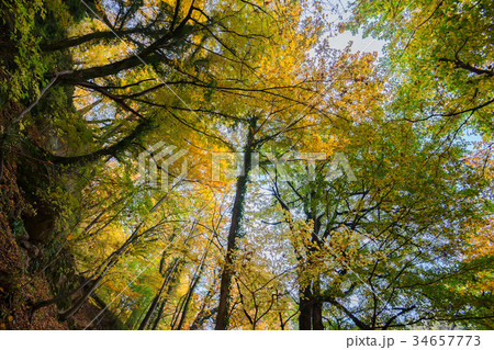 Scenic landscape of autumn forest Scenic landscape of autumn forest 34657773