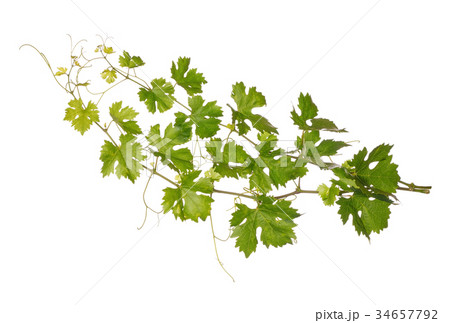 Branches of vine leaves isolated Branches of vine leaves isolated 34657792