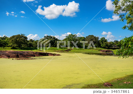 Scenic landscape of tropical wetland 34657861