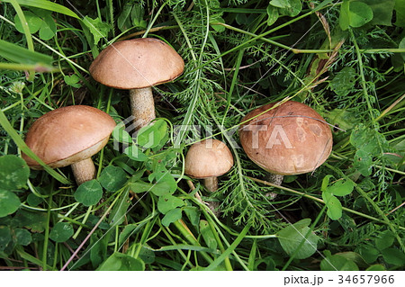 Boletus in the grass in the forest. Search and 34657966