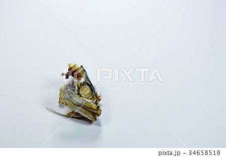 mackerel head on white background 34658519