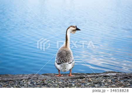 シナガチョウ 34658828