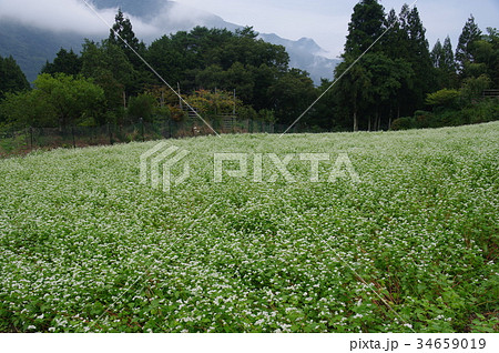 蕎麦畑 34659019
