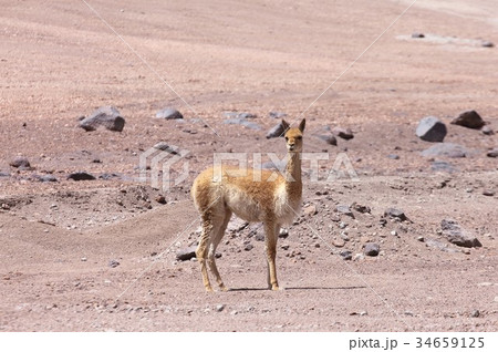 南米チリ北部アタカマ高原の荒涼とした高山地帯に暮らす野生のビクーニャ 34659125
