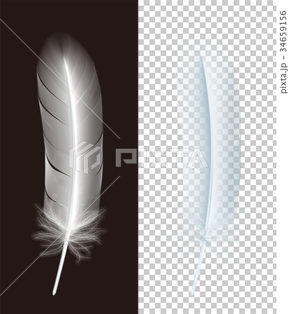 鳥の羽根 34659156