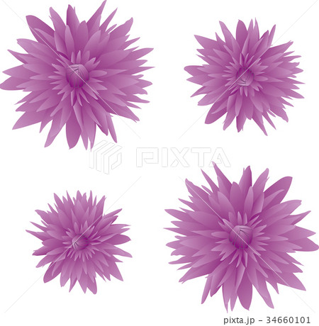 紫色の菊のイラスト素材