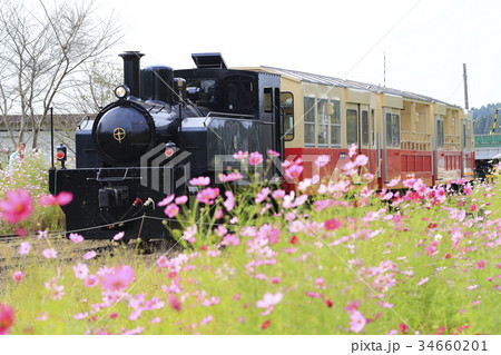 秋桜と小湊鉄道 34660201