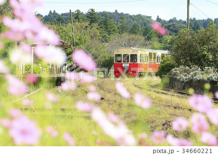 秋桜と小湊鉄道 34660221