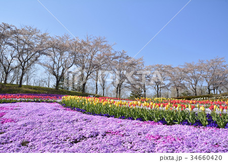 みちのく杜の湖畔公園 みちのく杜の湖畔公園 34660420