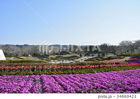 みちのく杜の湖畔公園 34660423