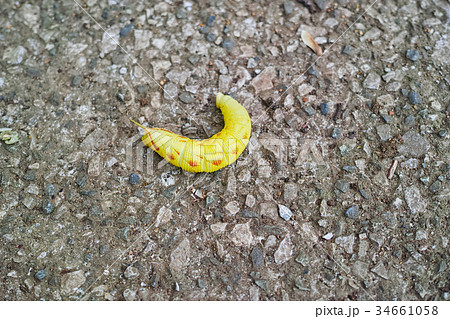 モモスズメの幼虫　黄色有班型 34661058