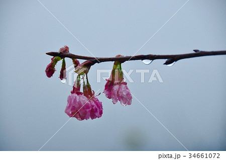 台湾 阿里山 山脈 34661072