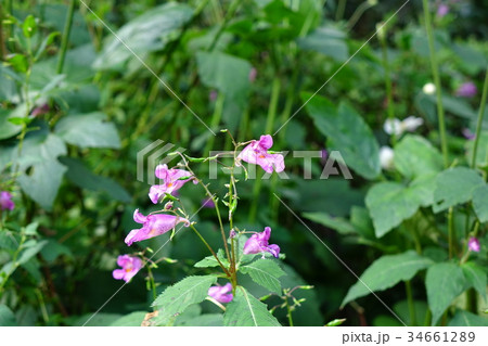 レイジンソウ 34661289