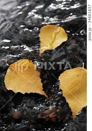 Yellow autumn fallen leaves lie on the ground in a Yellow autumn fallen leaves lie on the ground in a 34661837