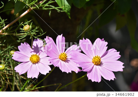 コスモス（秋桜） 34661902
