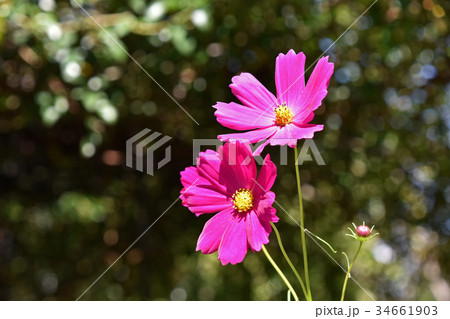 コスモス(秋桜) コスモス(秋桜) 34661903