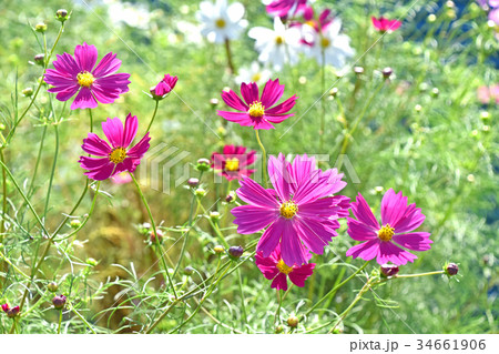 コスモス（秋桜） 34661906