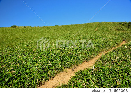 爽やかな宮古崎の景色08 34662068