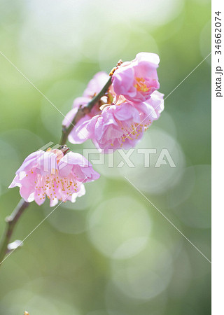 春の陽射しに輝く淡いピンク色の透明感がある梅の花満開ボケ背景 春の陽射しに輝く淡いピンク色の透明感がある梅の花満開ボケ背景 34662074