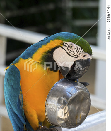 macaw enjoy macaw enjoy 34662146