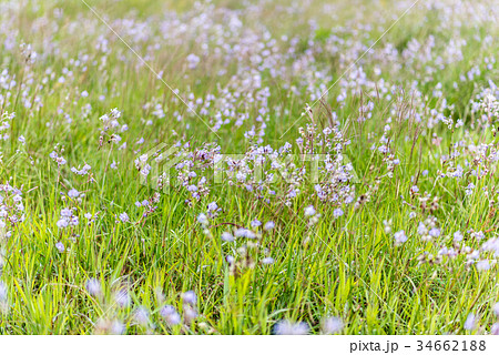 Murdannia giganteum is blooming Murdannia giganteum is blooming 34662188
