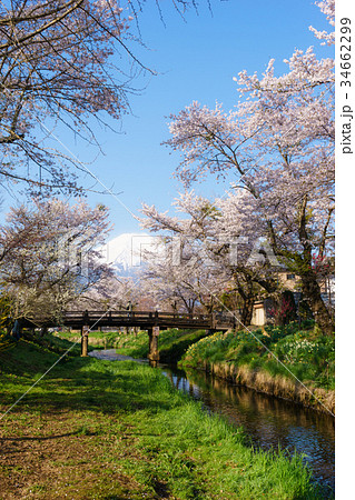 桜並木と富士山～忍野村・新名庄川 34662299