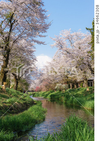 桜並木と富士山～忍野村・新名庄川 34662308