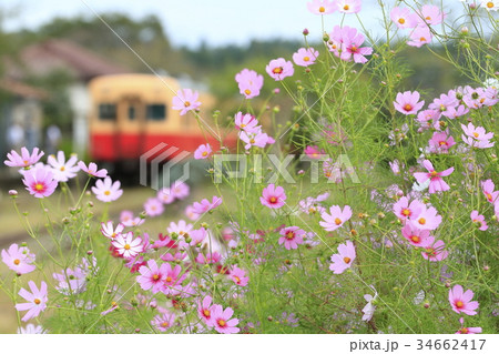 秋桜と小湊鉄道 34662417