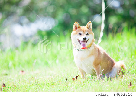 緑背景に柴犬 飼い犬 日本犬 一般的な犬の写真素材