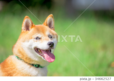緑背景に柴犬　飼い犬　日本犬　一般的な犬 34662527