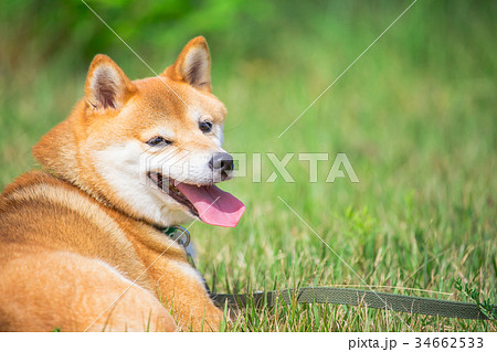 緑背景に柴犬 飼い犬 日本犬 一般的な犬の写真素材