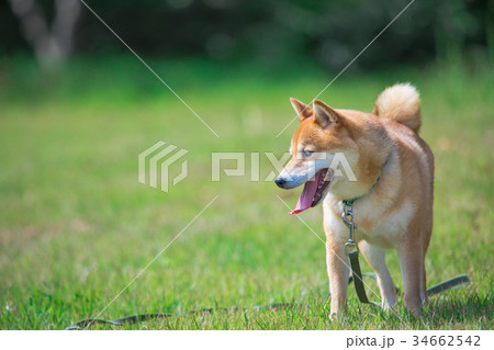 緑背景に柴犬 飼い犬 日本犬 一般的な犬 緑背景に柴犬 飼い犬 日本犬 一般的な犬 34662542
