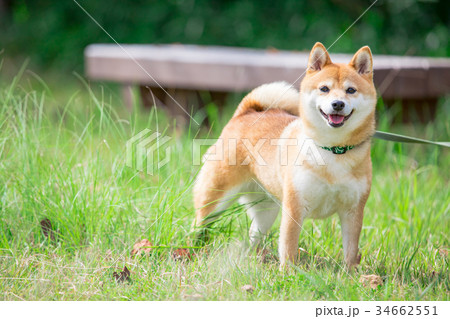 緑背景に柴犬　飼い犬　日本犬　一般的な犬 34662551