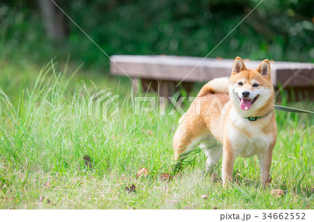 緑背景に柴犬　飼い犬　日本犬　一般的な犬 34662552